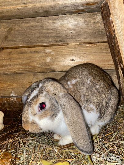 Кролики мясных пород