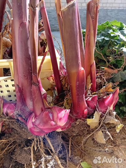 Клубни канны