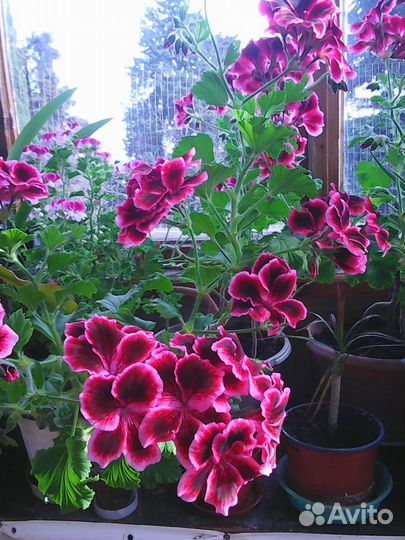 Пеларгония королевская