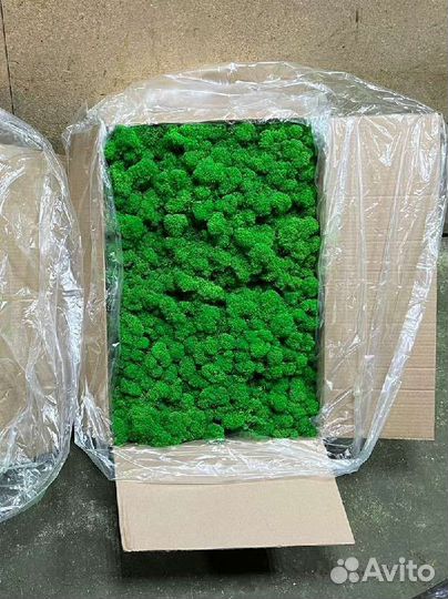 Стабилизированный мох