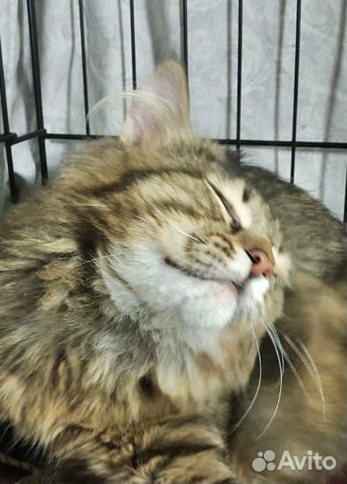 Котенок из лесополосы ищет дом