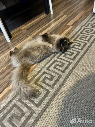 Котик на вязку