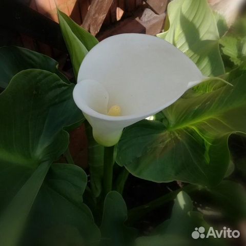 Калла Эфиопская