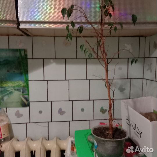 Бенджамина