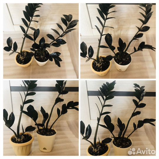 Замиокулькас зензи, Черный Равен