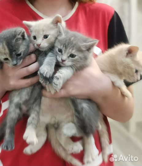 Котята бесплатно