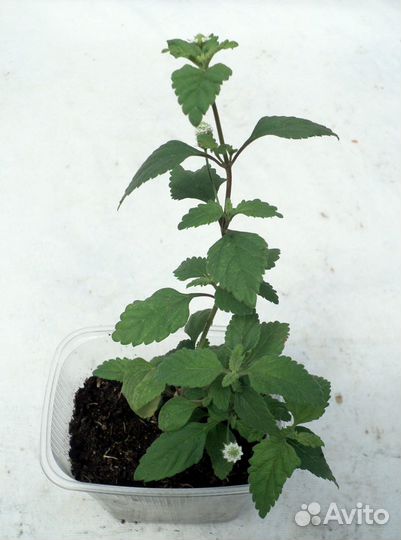 Липпия сладкая