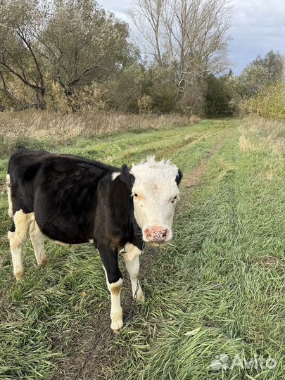 Бычек, теленок