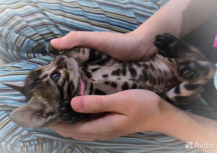 Бенгальские котята
