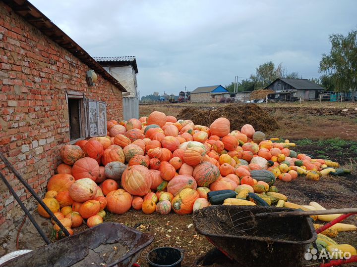 Корм для животных