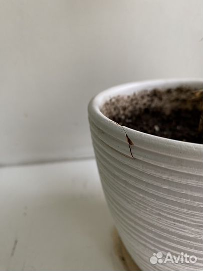 Сингониум пинк