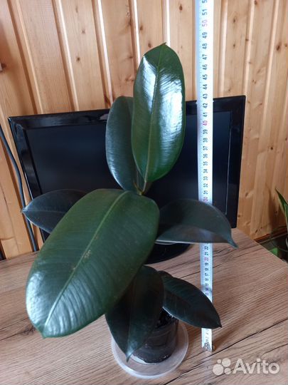 Фикус каучуконосный большой
