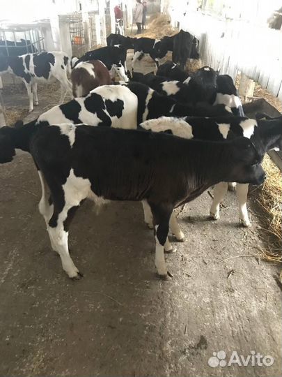 Телочки 1-2 мес