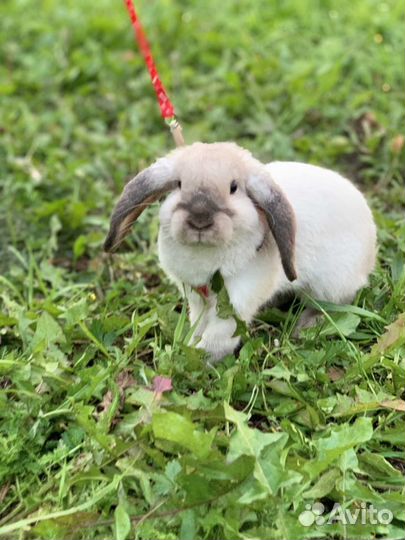 Элитные мини вислоухие кролики