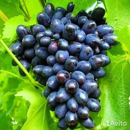 Саженцы винограда