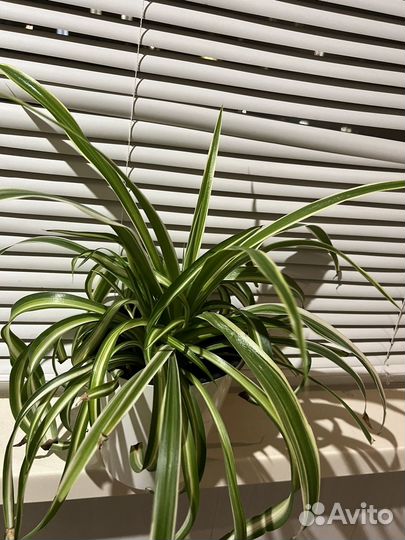 Хлорофитум