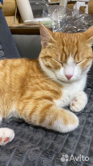 Потерялась кошка