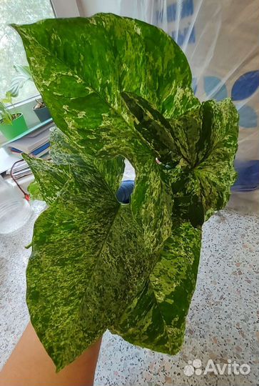 Сингониум моттлед