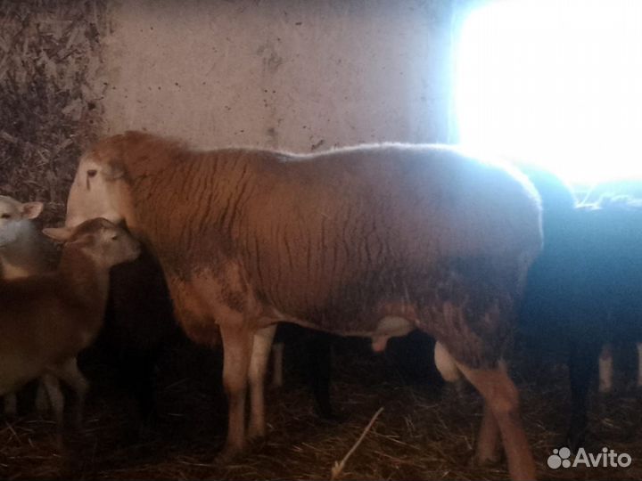 Продам баранов порода(Катумский чистокровный)