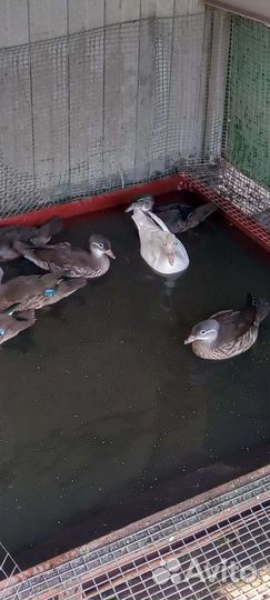 Декоративная птица