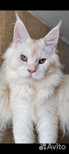 Котята мейн куны