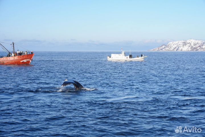 Северное Сияние, Териберка, киты, водопады, горы
