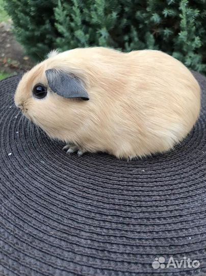 Морские свинки мальчики