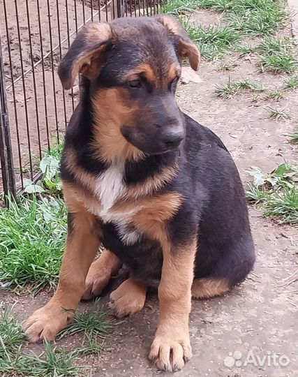 Мулан. Метис немецкой овчарки