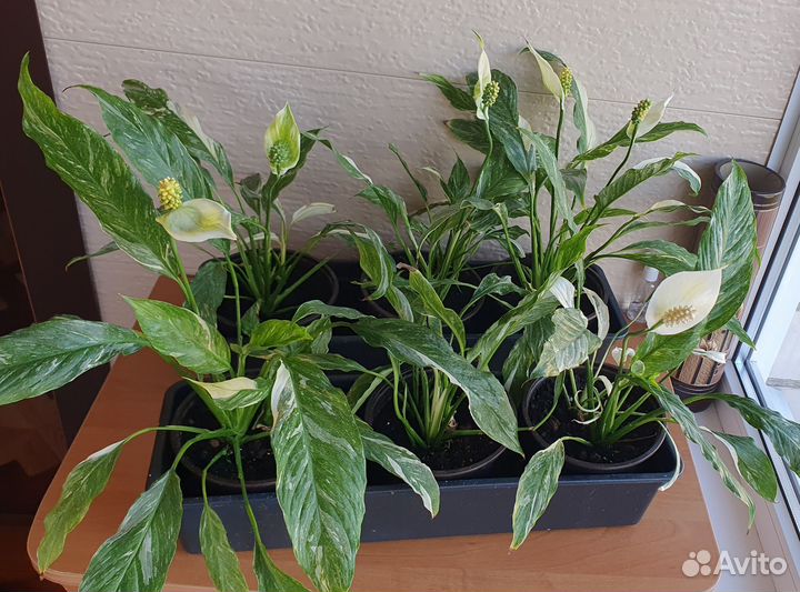 Спатифиллум вариегатный (комнатное растение)