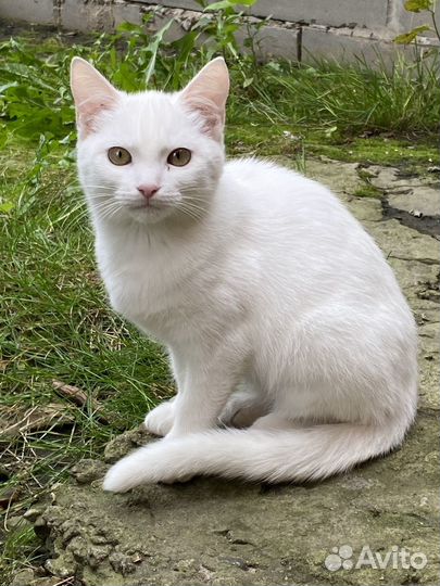Котенок в добрые руки