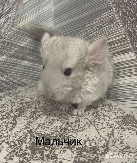 Шиншилла