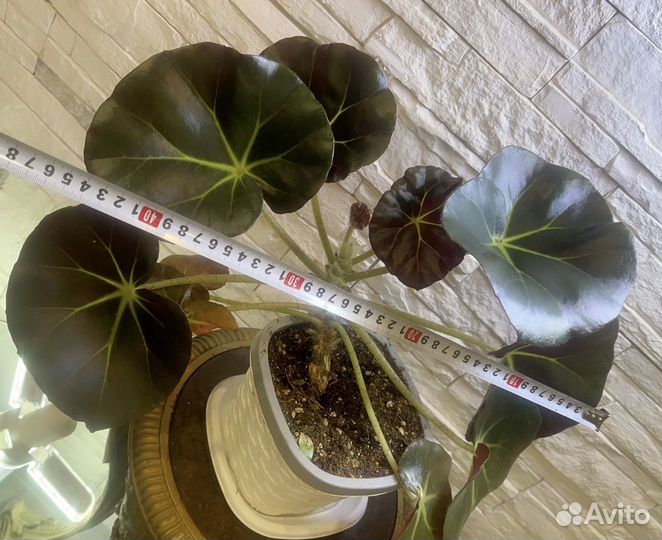 Бегония краснолистная декоративно лиственная