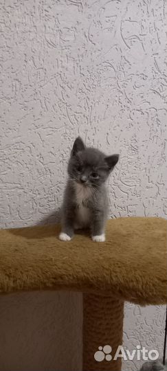 Мальчик - красавчик