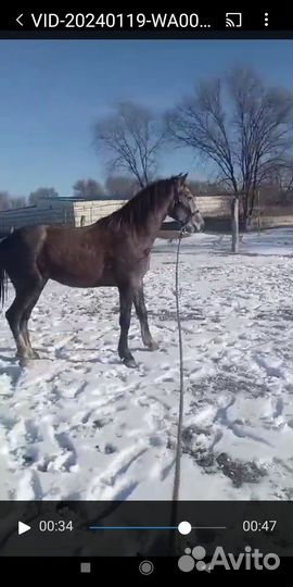 Жеребец иноходец