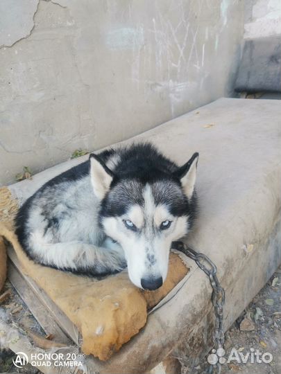 Сибирский хаски