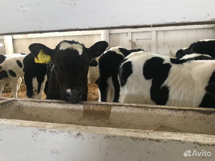 Телята, бычки