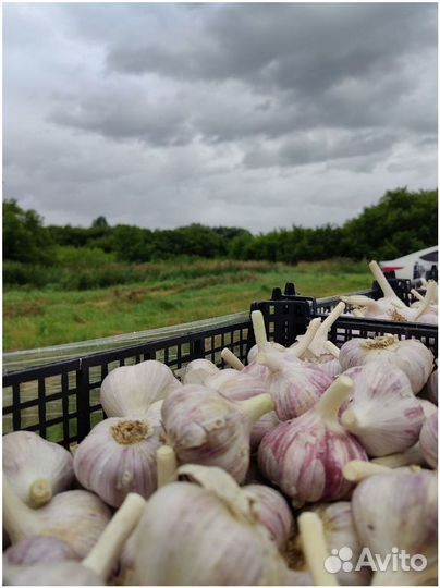Инвестиции в сельское хозяйство