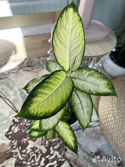 Диффенбахия камилла