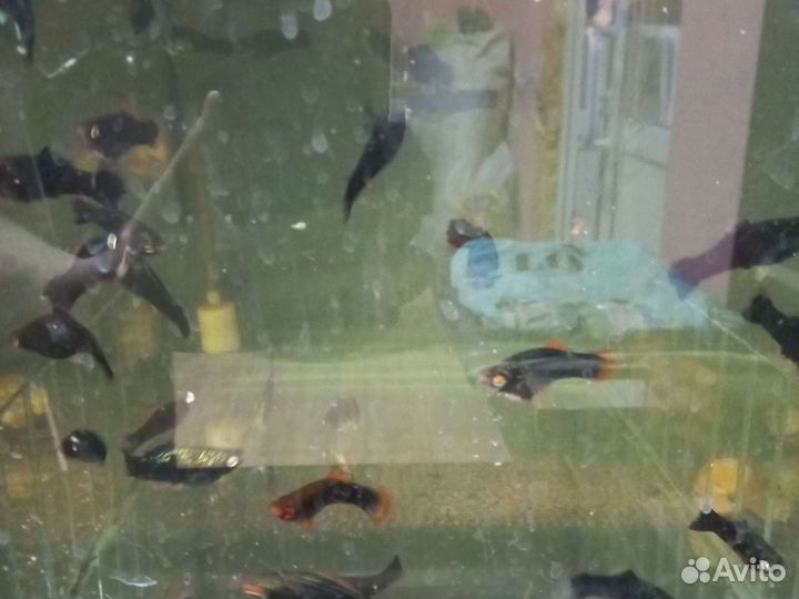 Аквариумные рыбки