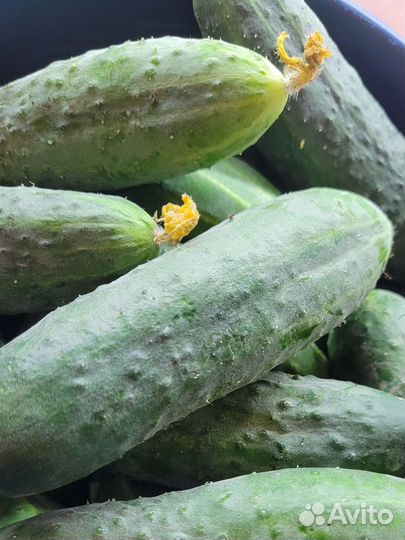 Огурцы домашние