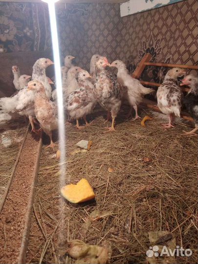 Куры молодки