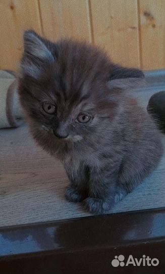 Вислоухий котенок