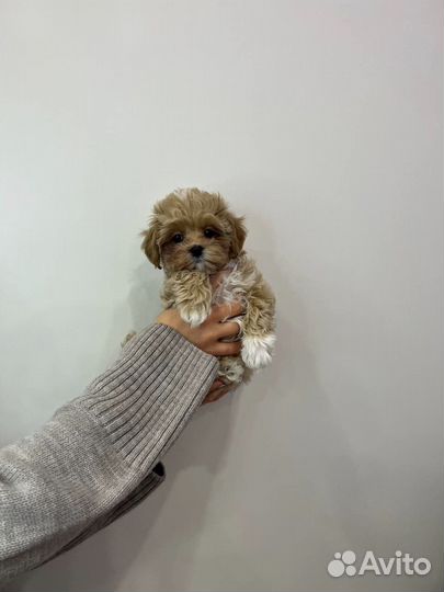 Мальтипу микро N1 Russia maltipooo f1 Март