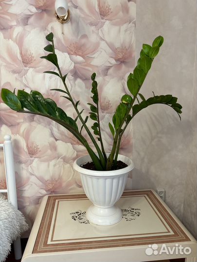 Замиокулькас