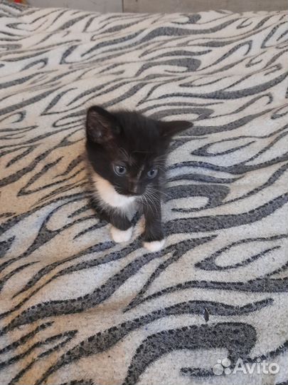 Отдам котят