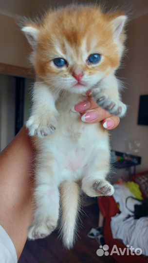 Британская короткошерстная кошка