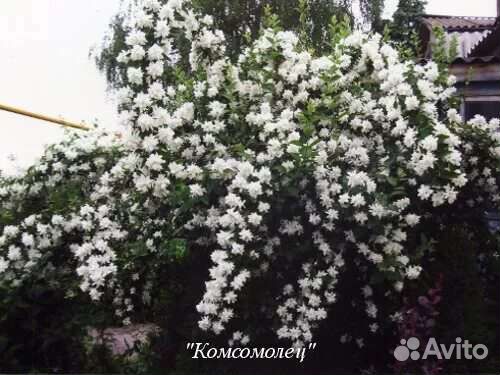 Саженцы декоративных растений