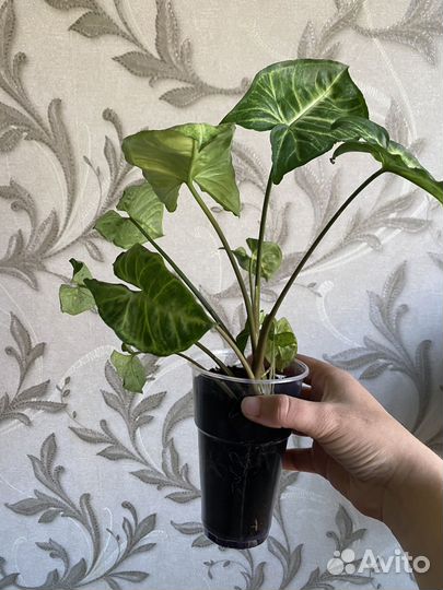 Баттерфляй сингониум