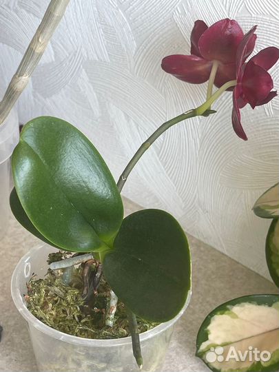 Phal. Haur Jih Fancy бабочка, детка