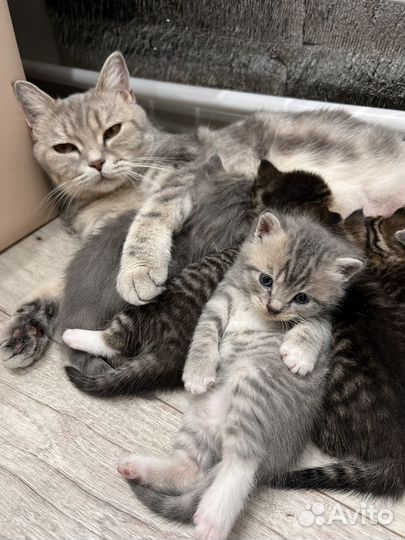 Котята в добрые руки даром бесплатно